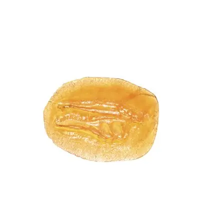 BonWay 32-267 Fossil Stamp -Baryonix Head Each